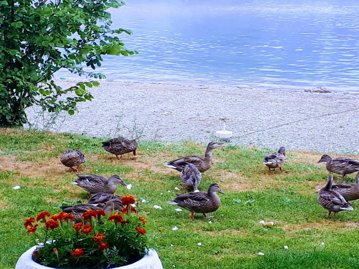 Gradska Plaza Ada Hotel Novi Grad Bagian luar foto